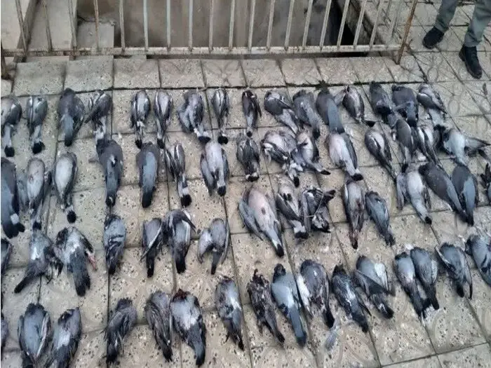 اظهارنظر غیرکارشناسی درباره شکار «مرغ مینا»؛ دعوت به شکار در لباس حفاظت