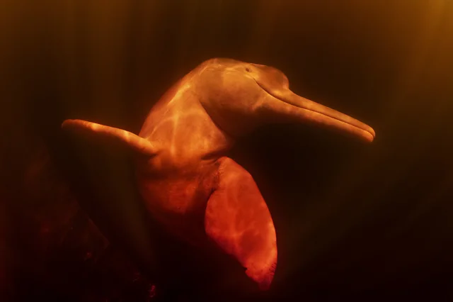 دلفین‌های صورتی رودخانه‌ای به دلیل شکار، گرفتار شدن در تورهای ماهیگیری و آلودگی در معرض خطر انقراض قرار دارند. (عکاس: حسین آقاخان)