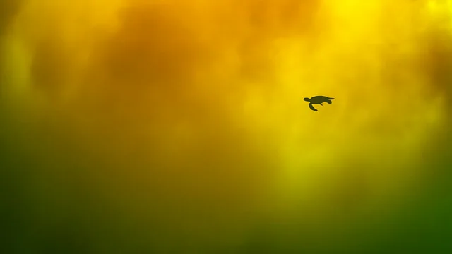 لاک‌پشتی دریایی در آب‌های غنی از آهن در سواحل ژاپن شنا می‌کند. (عکاس: هیتومی تسوچیا / OPY)