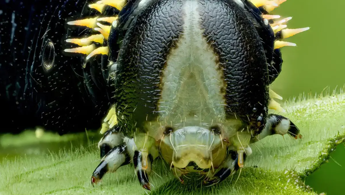 کرم ابریشم فرازمینی با ظاهر شگفت‌انگیز در دل جنگل‌های اکوادور کشف شد!