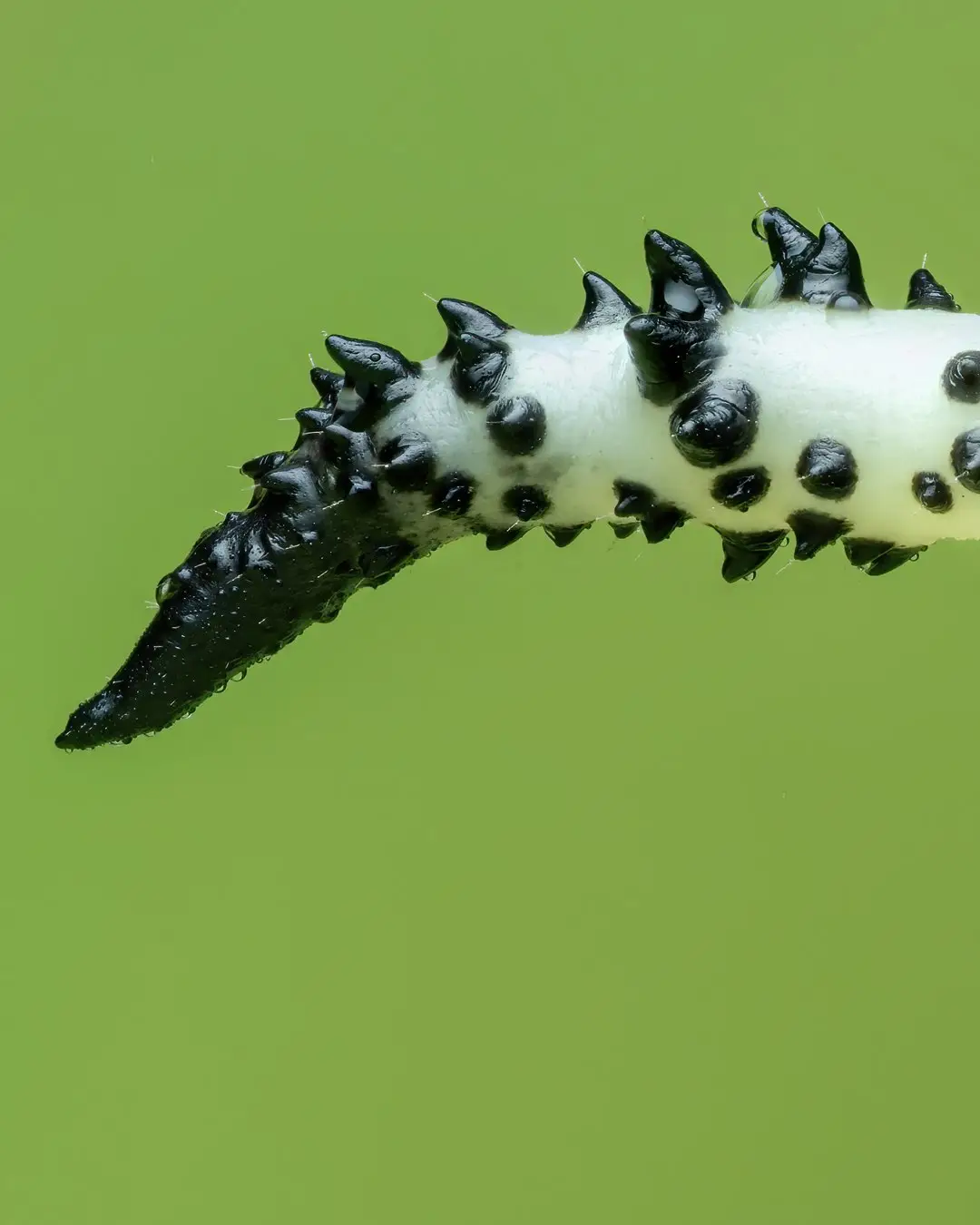 تصویر ماکرو کرم ابریشم سیاه با شاخهای زرد درخشان و خارهای برجسته در محیط جنگلهای بارانی میندور اکوادور. تصویر ماکرو کرم ابریشم سیاه با شاخهای زرد درخشان و خارهای برجسته در محیط جنگلهای بارانی میندور اکوادور.