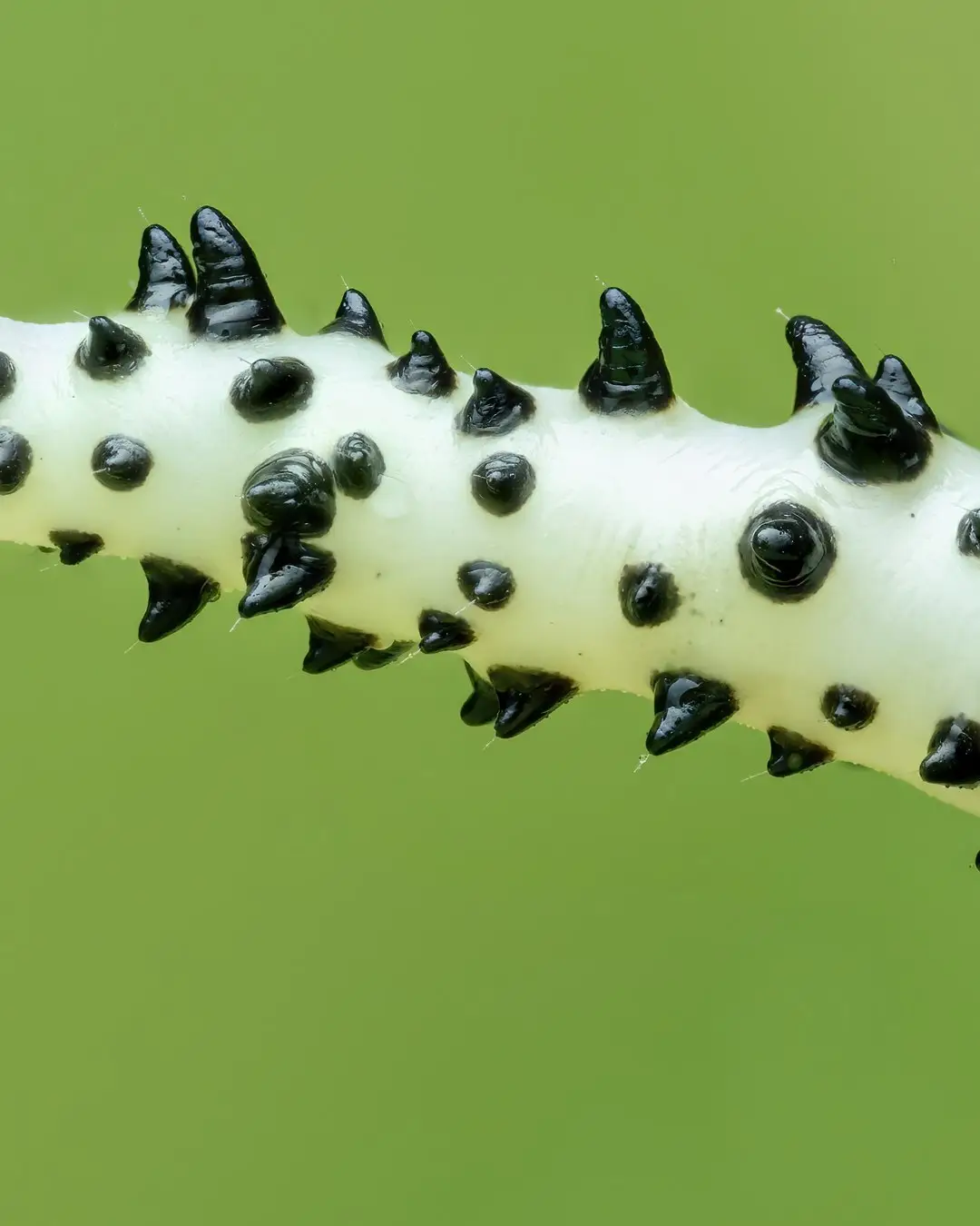 تصویر ماکرو کرم ابریشم سیاه با شاخ‌های زرد درخشان و خارهای برجسته در محیط جنگل‌های بارانی میندور اکوادور.