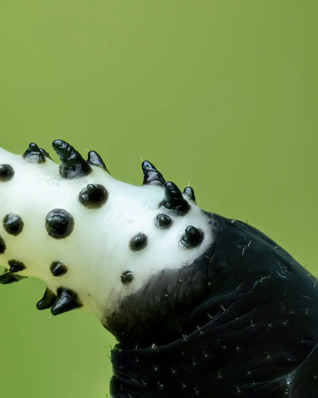 تصویر ماکرو کرم ابریشم سیاه با شاخ‌های زرد درخشان و خارهای برجسته در محیط جنگل‌های بارانی میندور اکوادور.