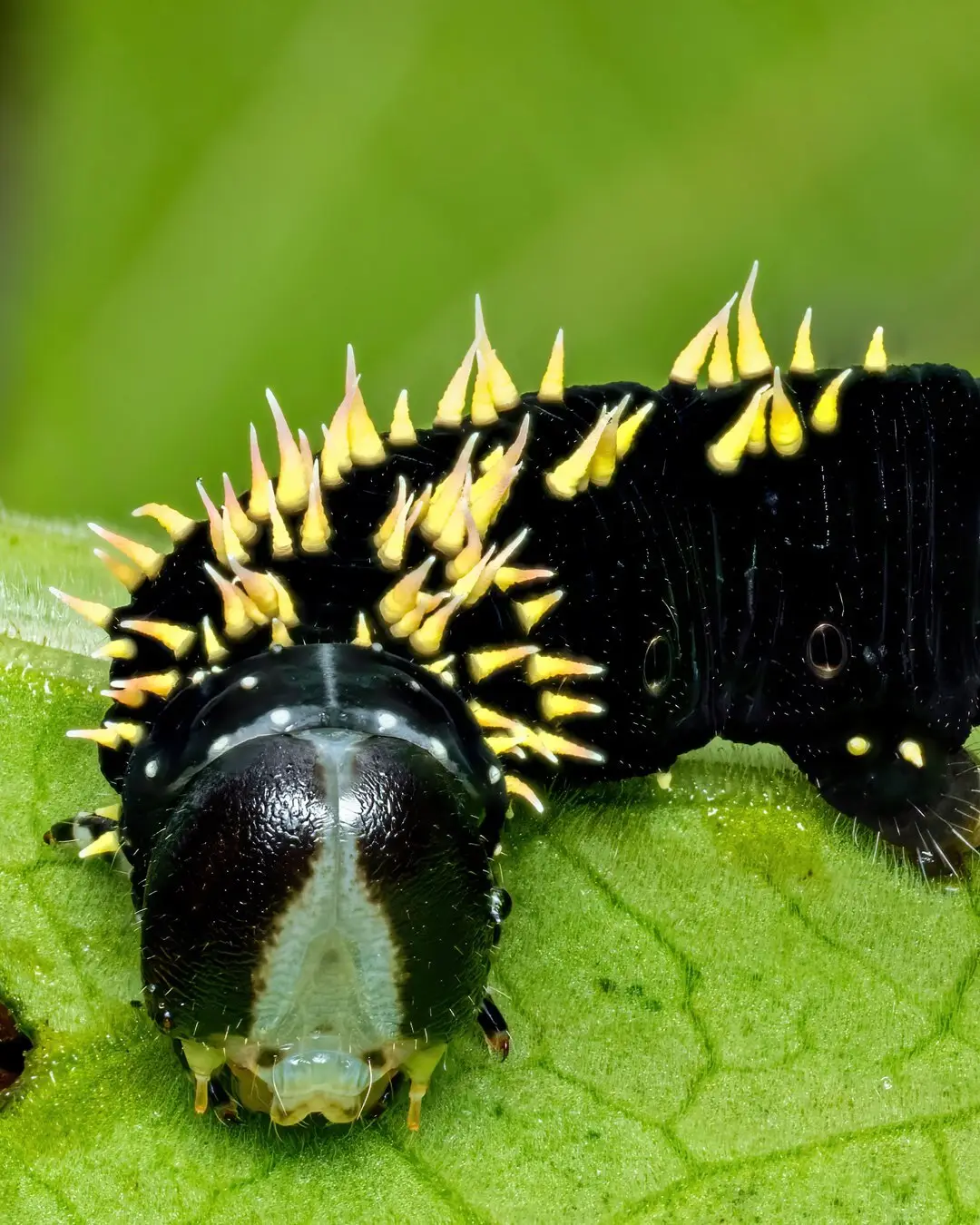 تصویر ماکرو کرم ابریشم سیاه با شاخ‌های زرد درخشان و خارهای برجسته در محیط جنگل‌های بارانی میندور اکوادور.