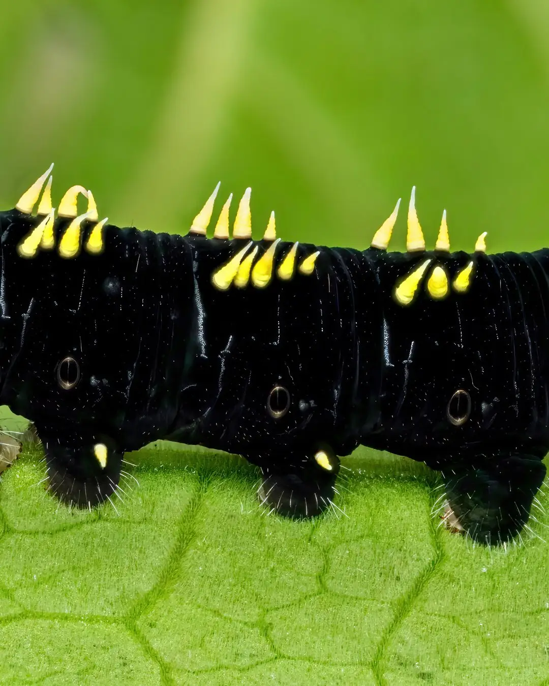 تصویر ماکرو کرم ابریشم سیاه با شاخ‌های زرد درخشان و خارهای برجسته در محیط جنگل‌های بارانی میندور اکوادور.
