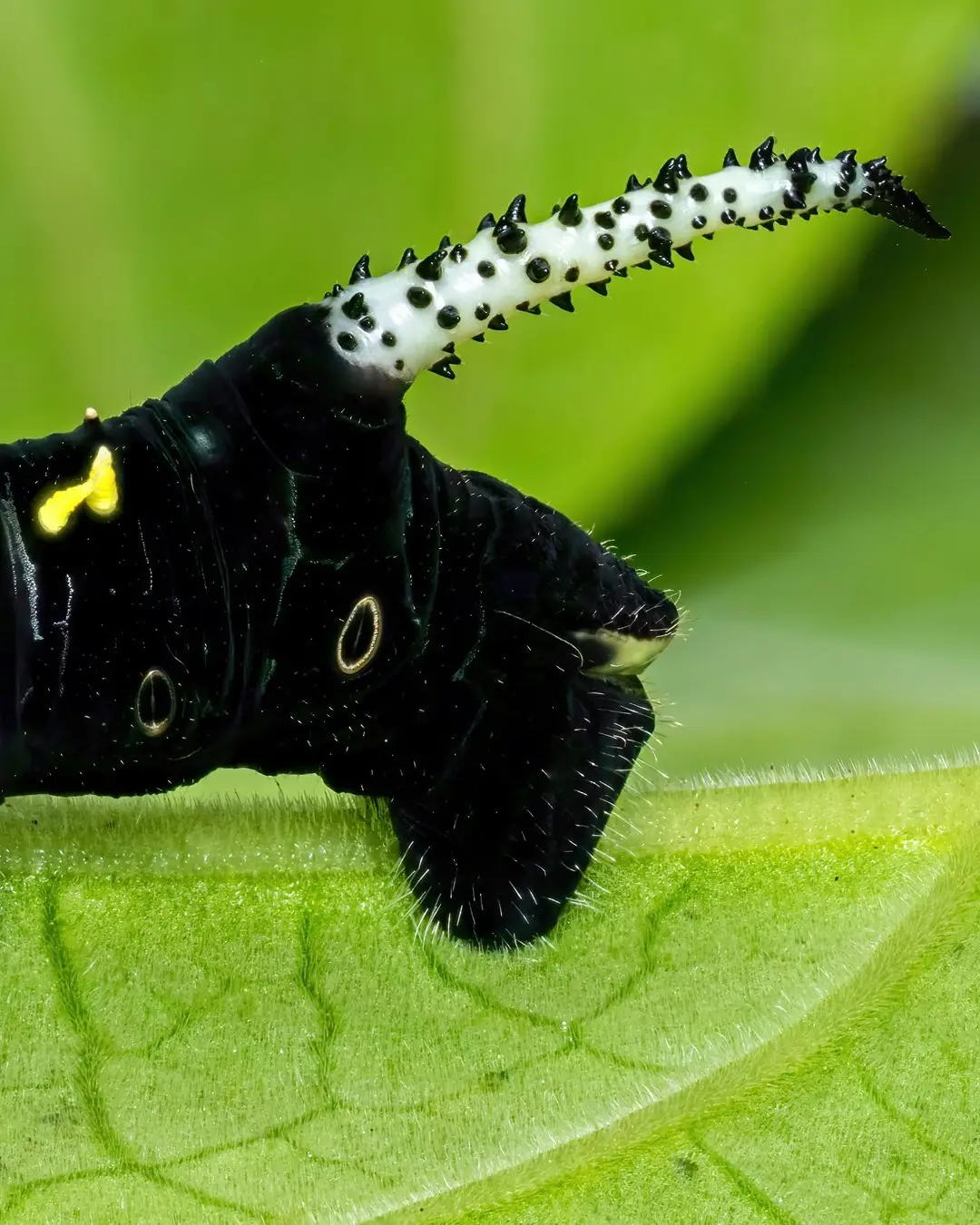 تصویر ماکرو کرم ابریشم سیاه با شاخ‌های زرد درخشان و خارهای برجسته در محیط جنگل‌های بارانی میندور اکوادور.