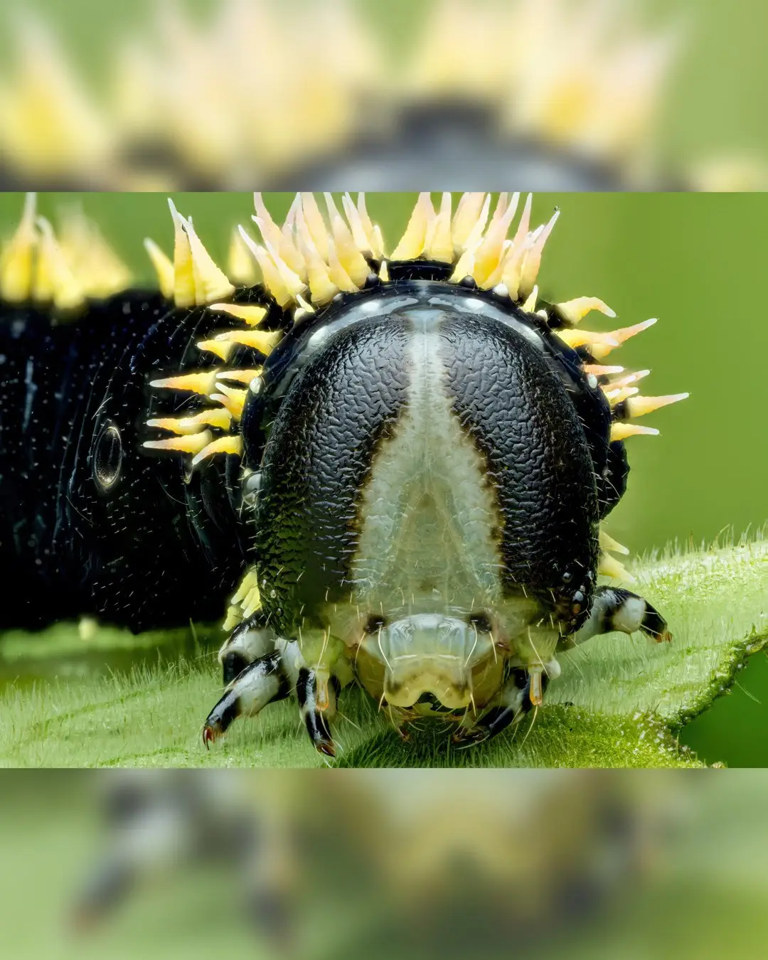 تصویر ماکرو کرم ابریشم سیاه با شاخ‌های زرد درخشان و خارهای برجسته در محیط جنگل‌های بارانی میندور اکوادور.