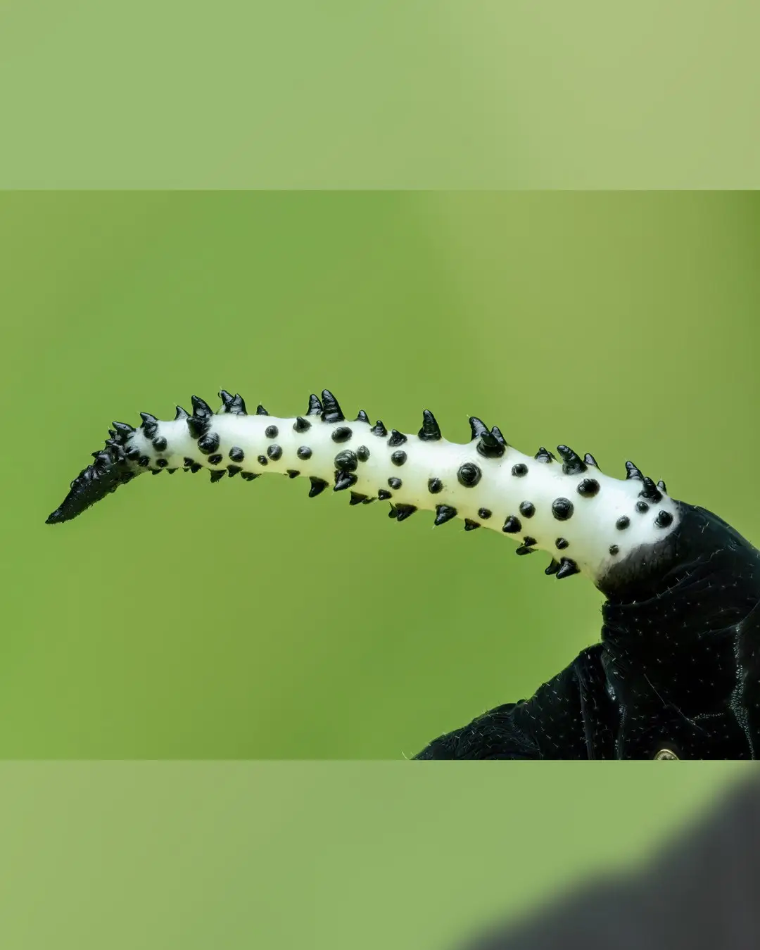 تصویر ماکرو کرم ابریشم سیاه با شاخ‌های زرد درخشان و خارهای برجسته در محیط جنگل‌های بارانی میندور اکوادور.