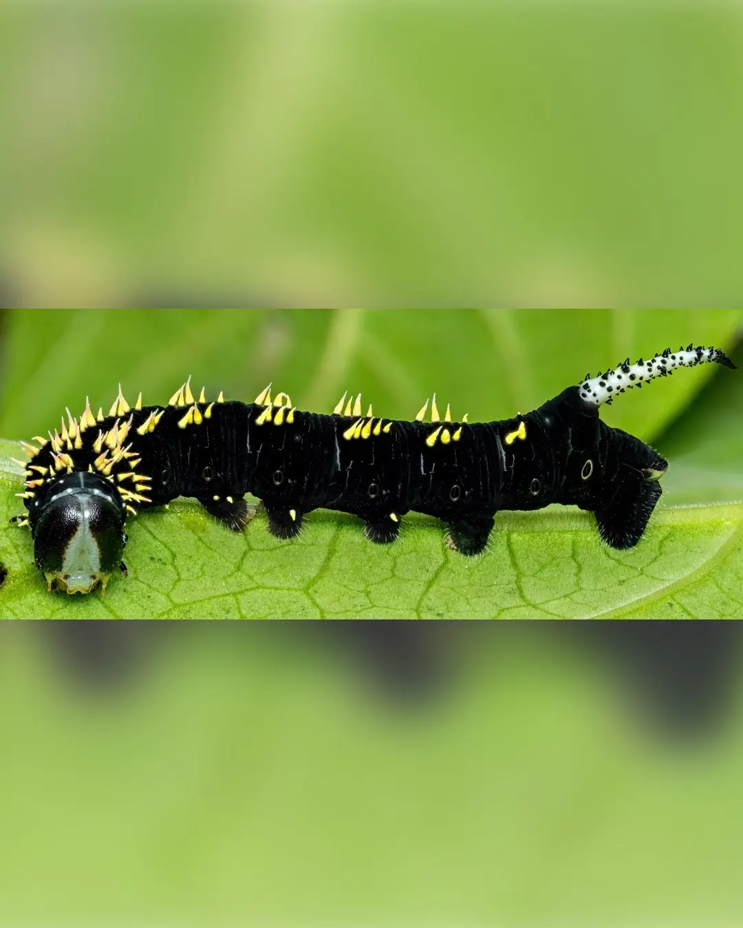 تصویر ماکرو کرم ابریشم سیاه با شاخ‌های زرد درخشان و خارهای برجسته در محیط جنگل‌های بارانی میندور اکوادور.