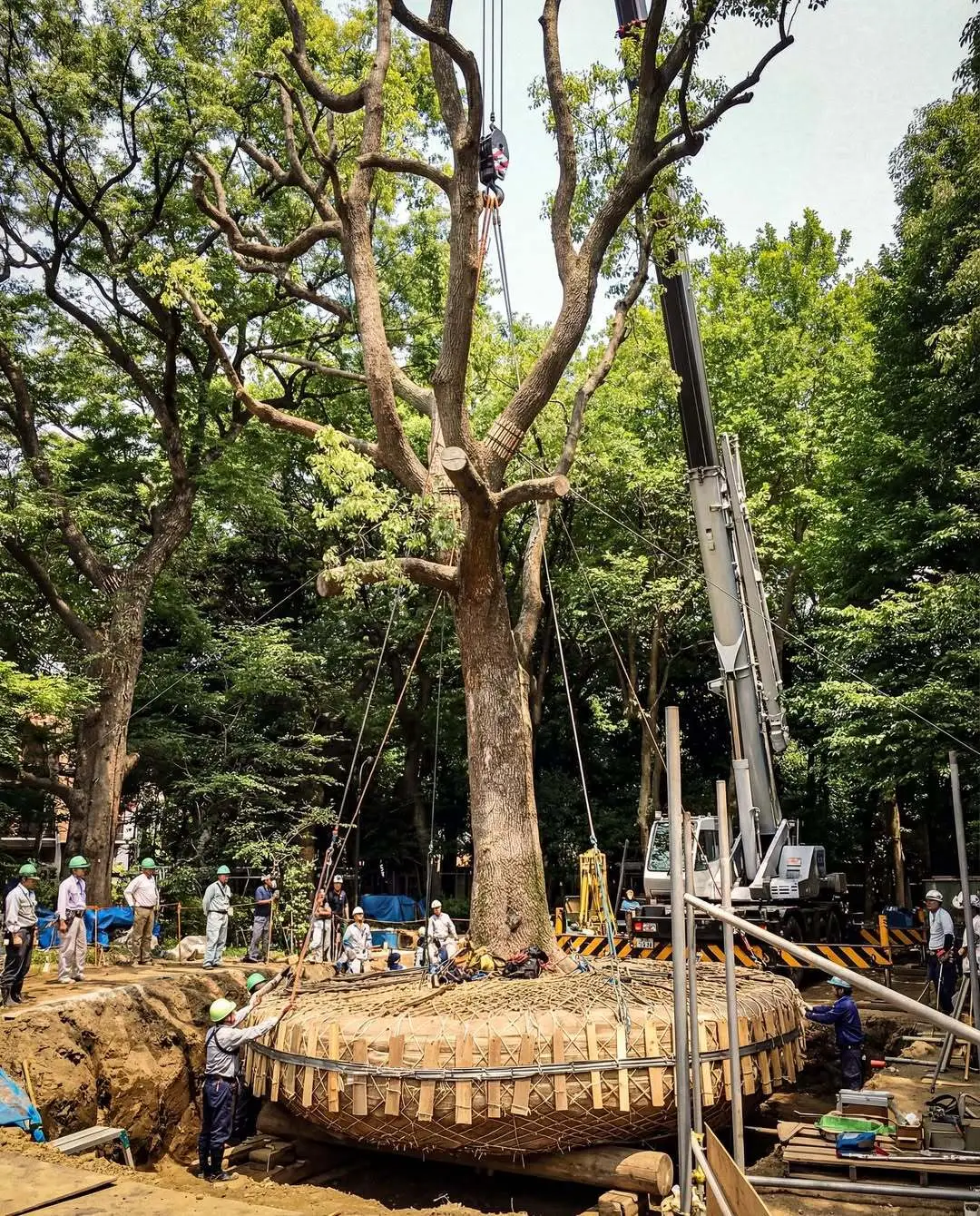 عملیات جابه‌جایی درخت بزرگ با جرثقیل در پروژه‌های جاده‌سازی ژاپن