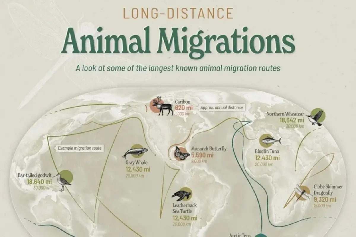 پرستوی دریایی شمالگان؛ رکوردشکنی با سفر ۹۶ هزار کیلومتری بین قطب‌ها!