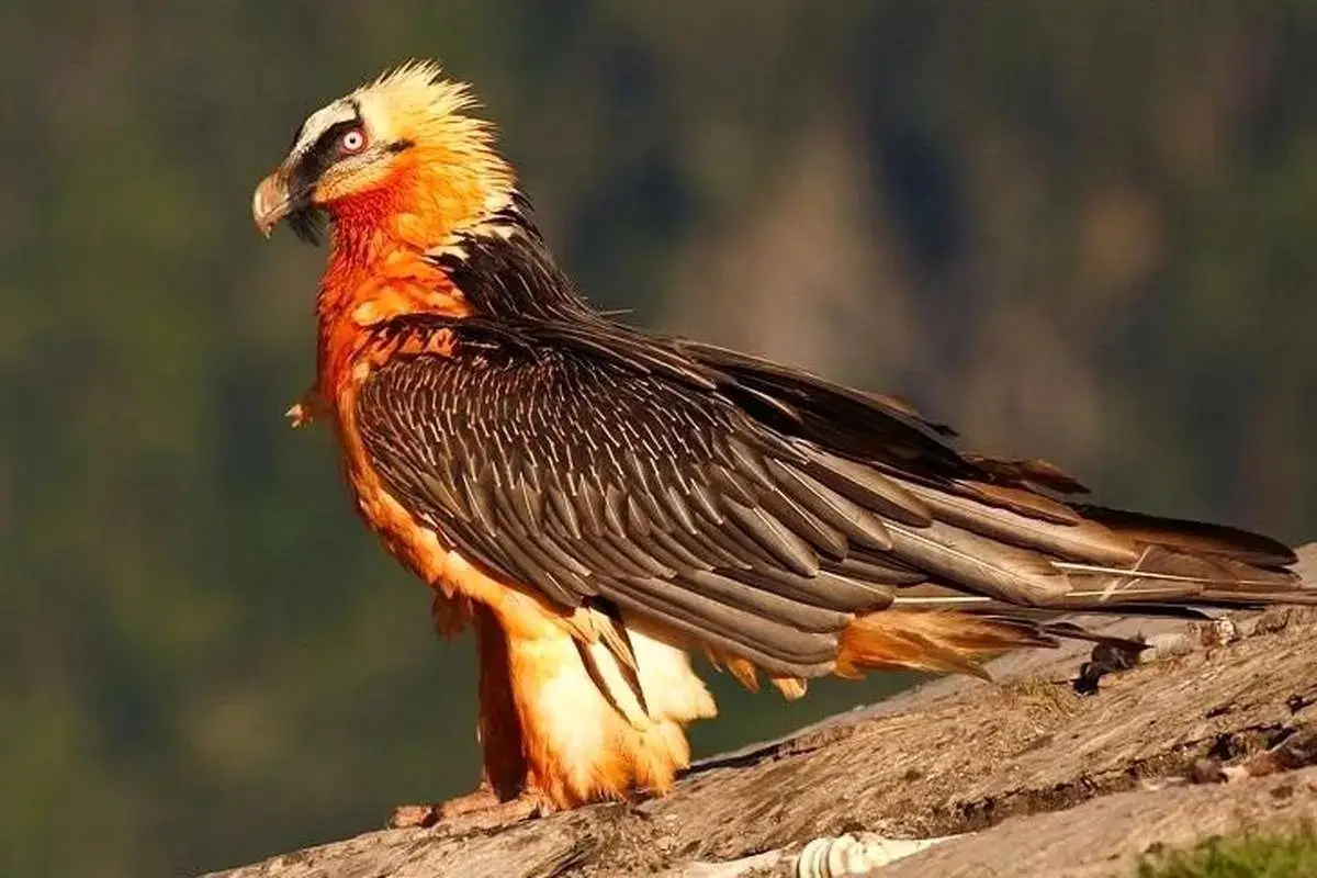 راز شگفت‌انگیز پرنده «هما» در فرهنگ ایران که همه را حیرت‌زده کرده!