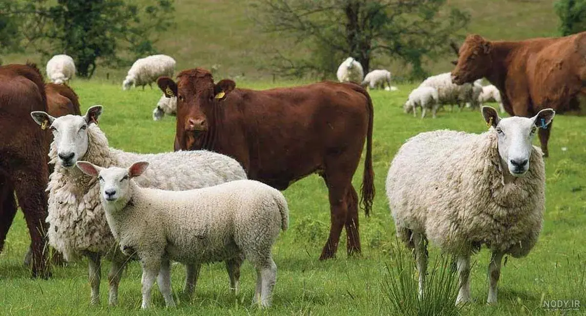 تب برفکی چگونه تولید شیر و گوشت را تا ۲۰ درصد کاهش داد؟ افشای چالش بزرگ دامداران ایران