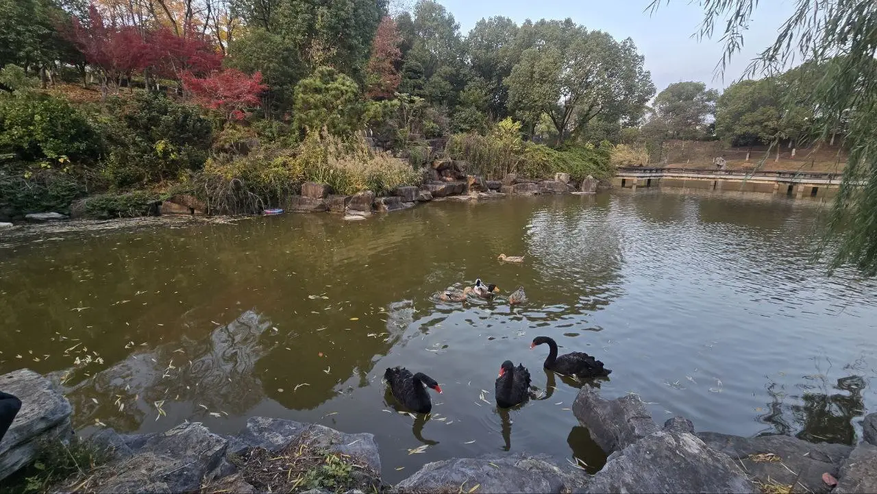 دریاچه ای زیبا در دل محوطه دانشگاه از جاده ابریشم تا هوش مصنوعی؛ یادداشتهای یک سفر پژوهشی به چین