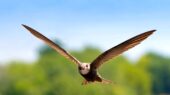 پرنده‌ای شگفت‌انگیز که ۱۰ ماه بی‌وقفه در آسمان می‌ماند!