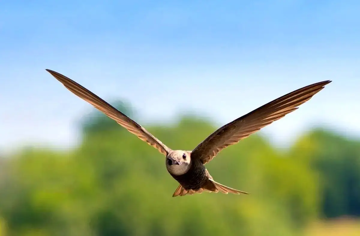 پرنده‌ای شگفت‌انگیز که ۱۰ ماه بی‌وقفه در آسمان می‌ماند!