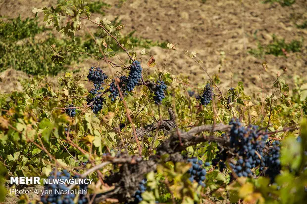 طرح توسعه باغات انگور ایوان؛ وعده‌ای که حالا در مسیر تحقق است!