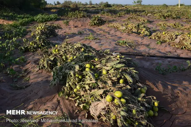 بارندگی‌های اخیر چگونه کشاورزان بخش سورک را درگیر خسارت سنگین کرد؟