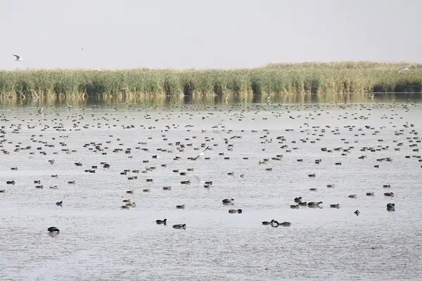 آغاز مرحله دوم آبگیری تالاب کانی برازان پس از بارندگی‌های اخیر؛ آیا طبیعت جان تازه می‌گیرد؟