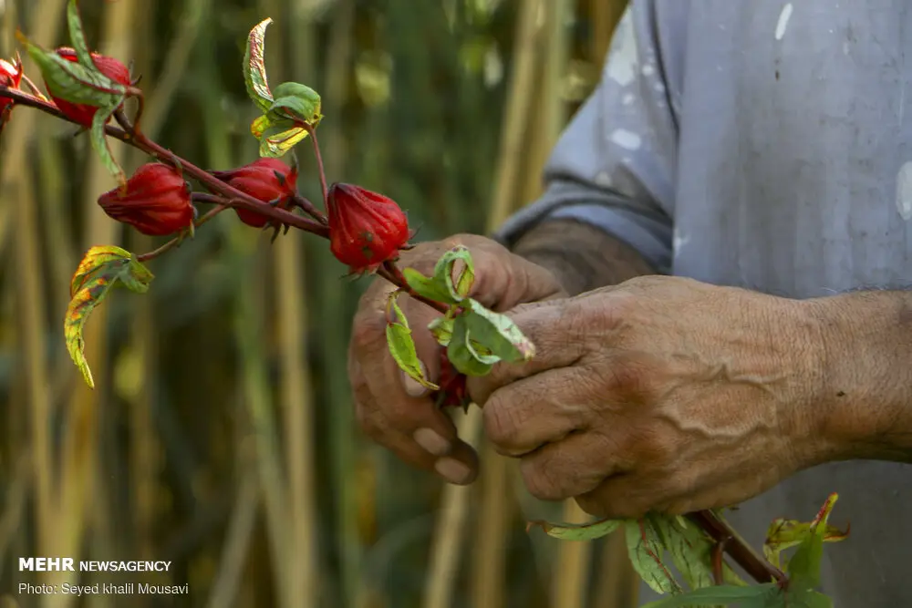 چای ترش؛ نوشیدنی کم‌کالری پرخاصیت