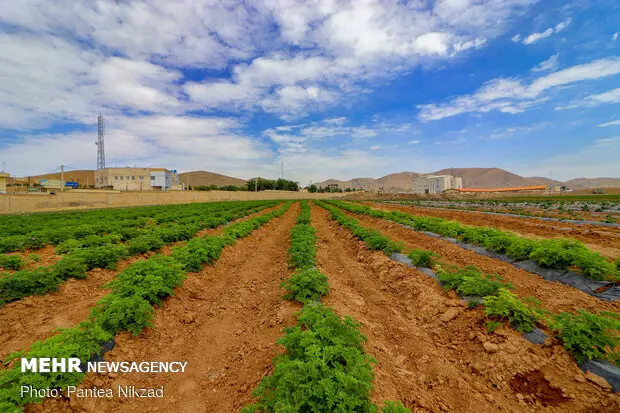 ایلام در آستانه تحول کشاورزی؛ آیا زمان خداحافظی با الگوهای قدیمی فرا رسیده؟