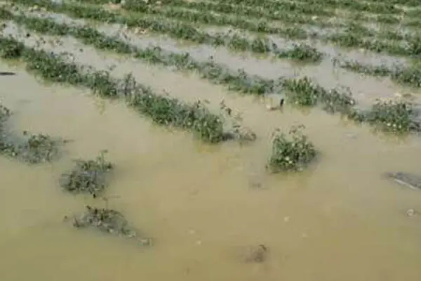 خسارت نجومی ۴۷۵۰ میلیاردی سیل به کشاورزی سیستان و بلوچستان؛ آیا بحران کنترل شد؟