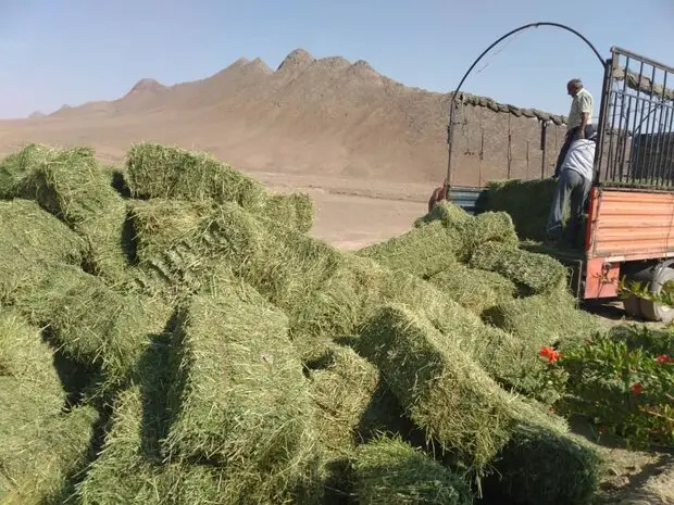 شاهرودی‌ها به میدان آمدند؛ نذر علوفه‌ای که جان حیات‌وحش را نجات داد