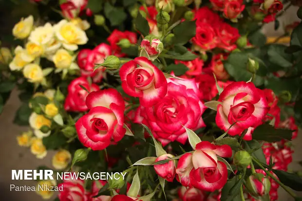 رکورد برداشت ۳۹ میلیون شاخه گل در لرستان؛ راز موفقیت کشاورزان چیست؟