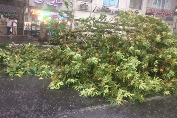 مومنی: باد شدید در رشت موجب سقوط درخت روی خودرو شد