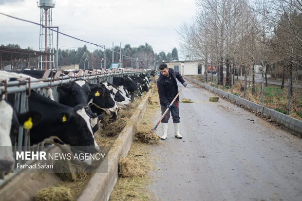چالش جدی نهادههای دامی در قم ؛ هشدار افزایش کشتار یا فروش دام مولد