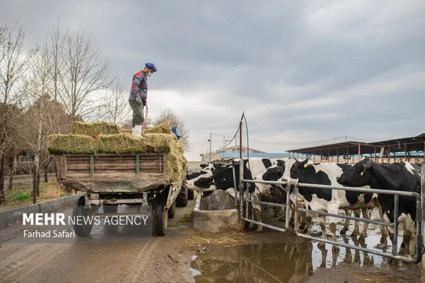 چالش جدی نهاده‌های دامی در قم؛ هشدار افزایش کشتار یا فروش دام مولد