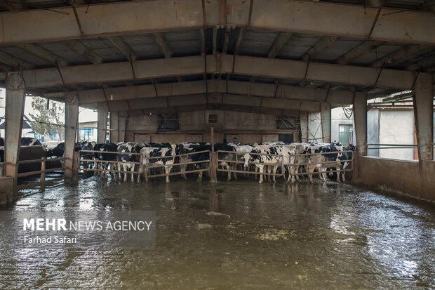 چالش جدی نهادههای دامی در قم ؛ هشدار افزایش کشتار یا فروش دام مولد