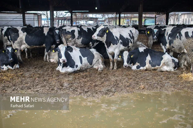 چالش جدی نهادههای دامی در قم ؛ هشدار افزایش کشتار یا فروش دام مولد