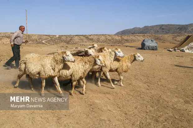 عشایر بیله‌سوار در چالش کمبود نهاده دامی و ضعف آنتن‌دهی؛ صدای مشکلات به کجا می‌رسد؟