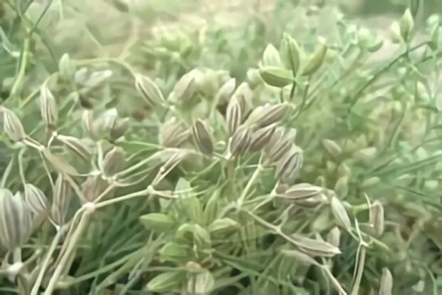 کشت زیره سبز در بیش از ۳۰۰ هکتار تربت حیدریه؛ رونق کشاورزی در فصل سرد سال