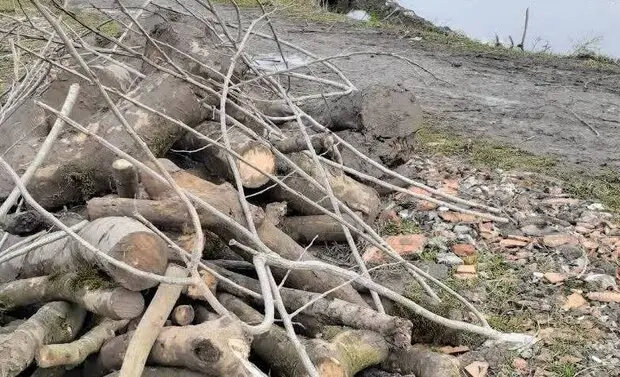 دستگیری متهم قطع غیرمجاز درختان جنگلی ساری؛ تعقیب قانونی با سرعت بالا!