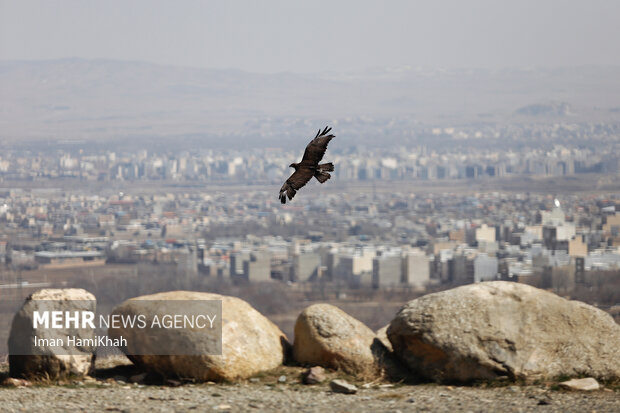 نجات معجزه‌آسای عقاب شکاری از چنگ شکارچیان در ایست و بازرسی پارسیان!