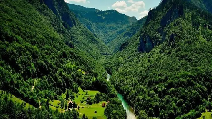 فرهاد پایدار هشدار داد: جنگل‌های هیرکانی، گنجینه ۵۰ میلیون ساله در خطر نابودی!