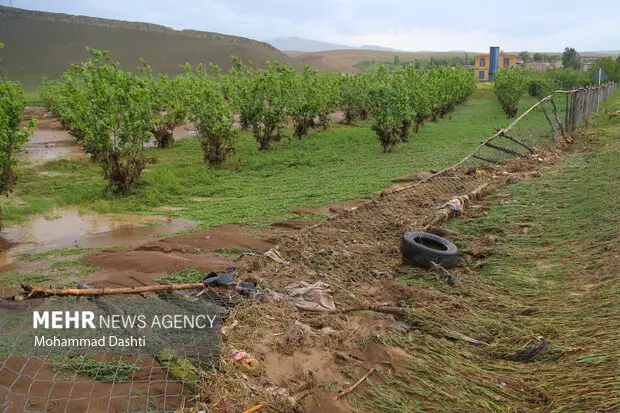 خسارت بارش‌های اخیر به کشاورزی لامرد؛ بیش از ۵ میلیارد تومان ضرر قطعی شد!