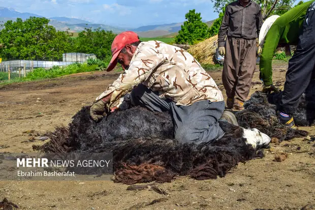 چطور پروژه «پشم تا فرش» اقتصاد عشایر ایلام را متحول کرد؟