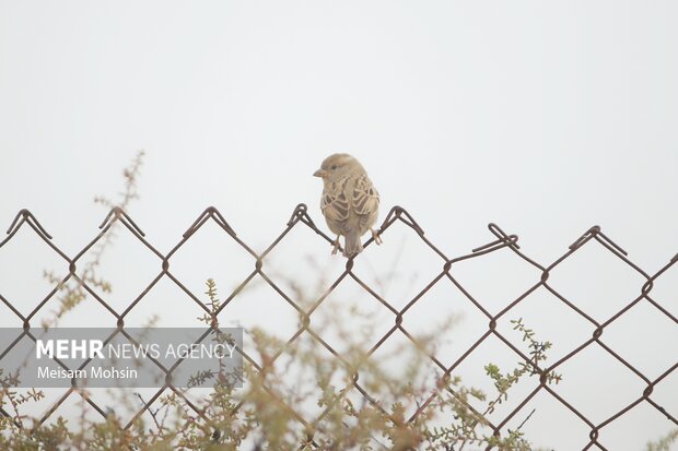 مه صبحگاهی غافلگیرکننده در لرستان؛ هوای مه‌آلود چه روزهایی ادامه دارد؟