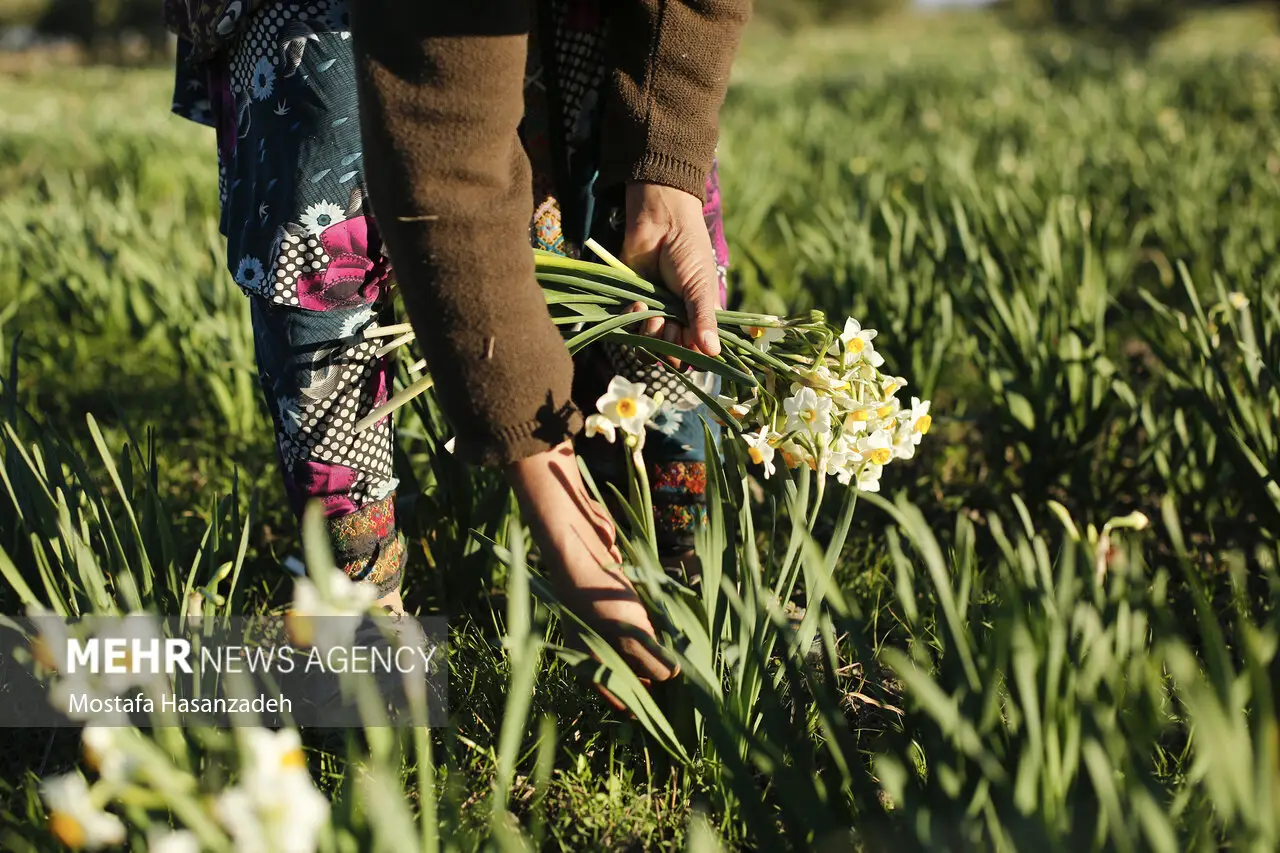قصه یک گل و هزار دغدغه؛ظرفیت ۱۲ میلیونی نرگس های خوسف در تنگنای بازار