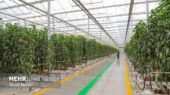 فعالیت ۲۵ هکتار گلخانه در قزوین؛ رونق کشاورزی پایدار و بهره‌وری شگفت‌انگیز!