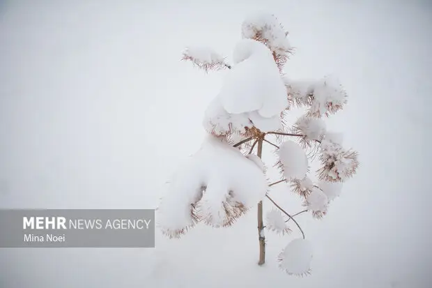 بارش بی‌سابقه برف در محور قهرود به کاموی کاشان؛ تردد چگونه متاثر شد؟