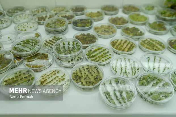 ایلام چگونه سالانه ۶۰ طرح کشاورزی را به ثمر می‌رساند؟