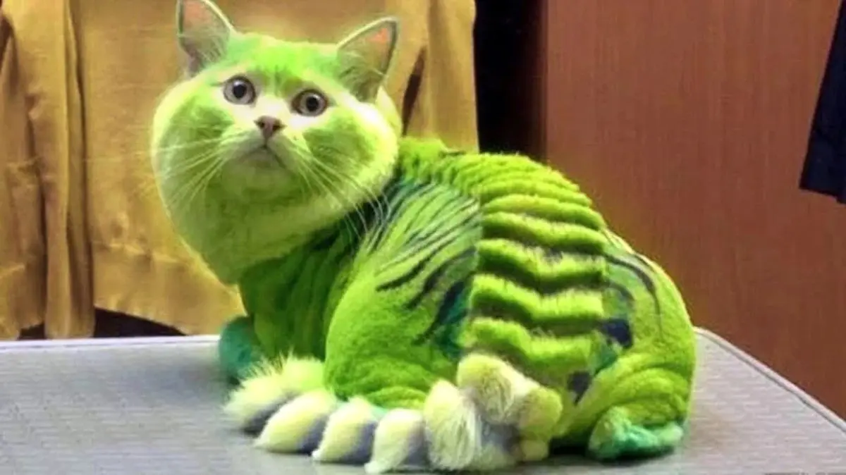 رنگی تازه در دنیای گربه‌ها که همه را شگفت‌زده کرد!