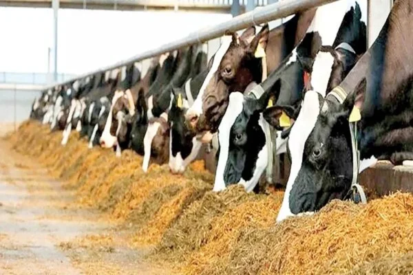 اجرای طرح سرشماری دام‌های سنگین در سرخه؛ آمار دقیقی که کشاورزان منتظرش بودند!