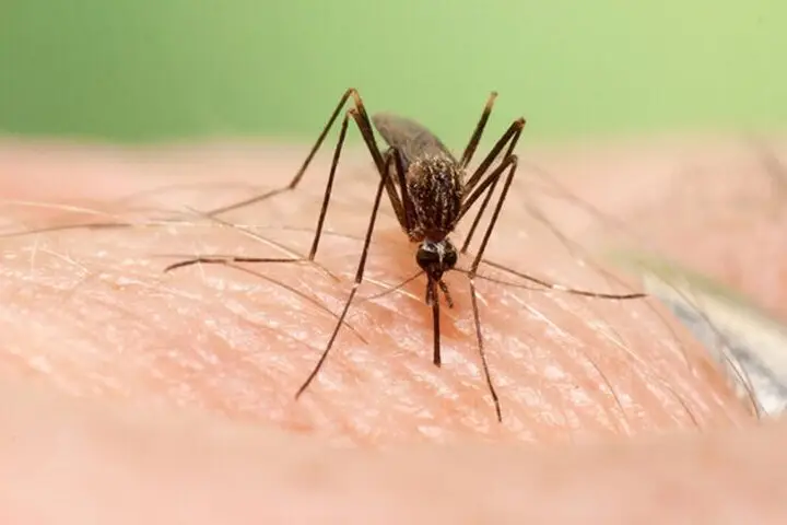 پشه‌ها راز چاپ سه‌بعدی با دقت میکرونی را فاش کردند!