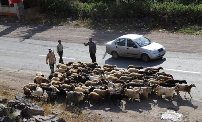 یاسمی خبر داد: کوچ قشلاقی ۸ هزار عشایر ایلام تا پایان آذر ادامه دارد!