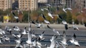 صدور مجوز شکار پرندگان در اصفهان به‌خاطر آنفلوآنزای پرندگان به طور کامل متوقف شد!